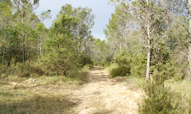 Camí a l'ermita de Sant Jordi, Sant Llorenç de la Muga